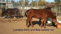 LORRAINA AND BOB3