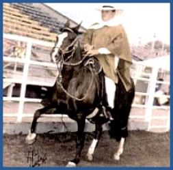 MCM Flor de San Martin