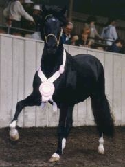 RRI Castillo ch Jr stallion
